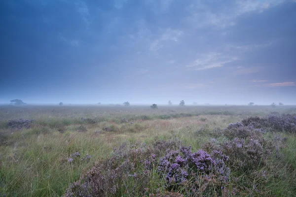 Flowering heather and misty summer morning — Stock Photo, Image