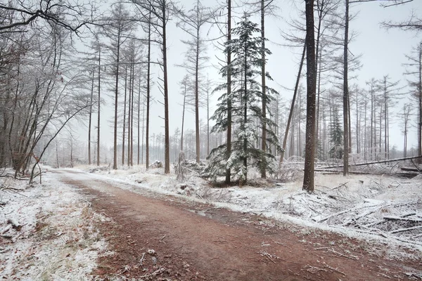 Abete rosso nella foresta invernale nuda — Foto Stock