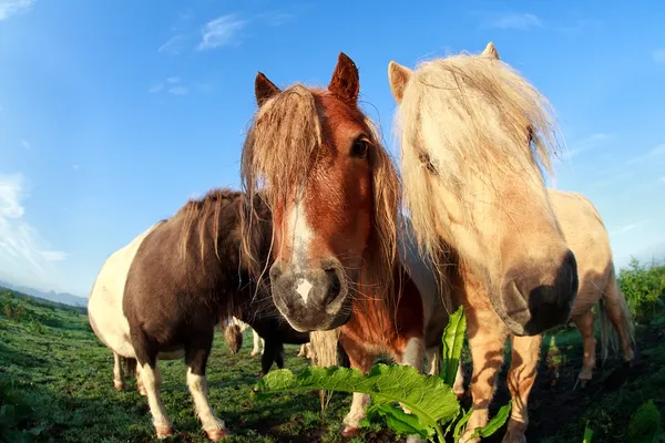 Cute funny pony via fish-eye — Stock Photo, Image