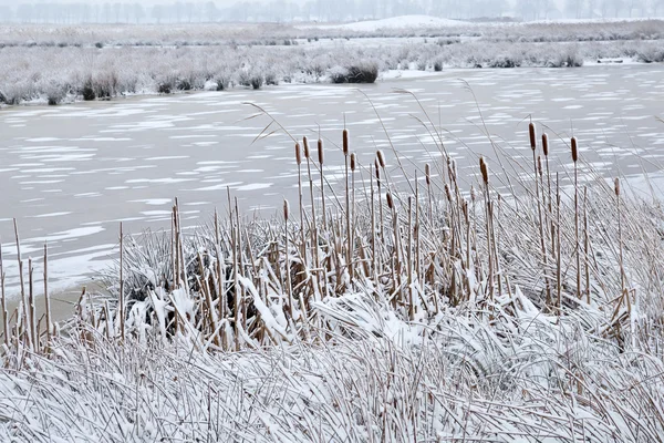 Zimą zamarznięta rzeka — Zdjęcie stockowe