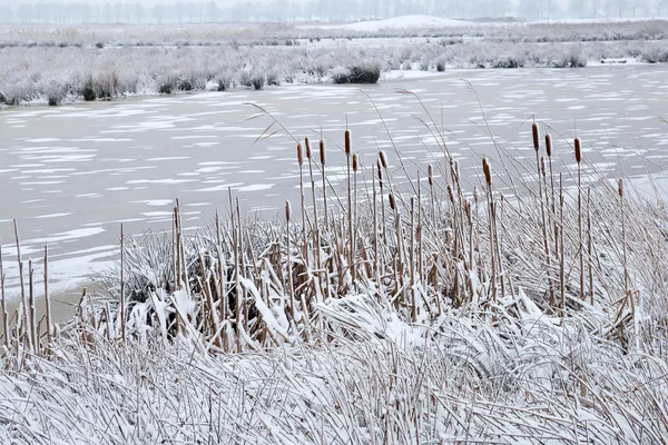 Fiume ghiacciato in inverno — Foto Stock