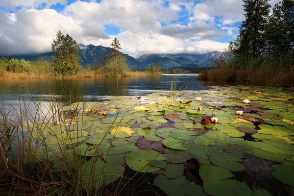 Barmsee 湖の水のユリの花 — ストック写真