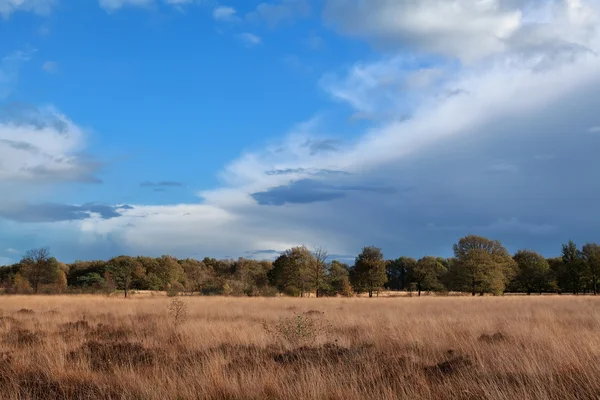 Podzimní louka nad modrá obloha — Stock fotografie