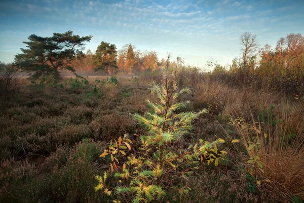 Fichte auf Sumpf im Herbst — Stockfoto