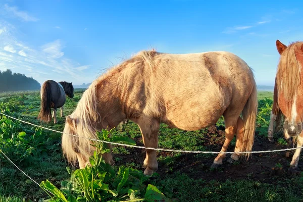 Ponny betar på soliga betesmark — Stockfoto