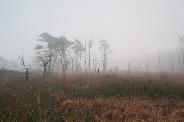 Trees on marsh in dense fog — Stock Photo, Image