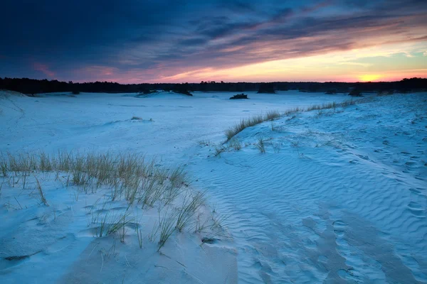 Закат над песчаными дюнами в Гелдерланде — стоковое фото