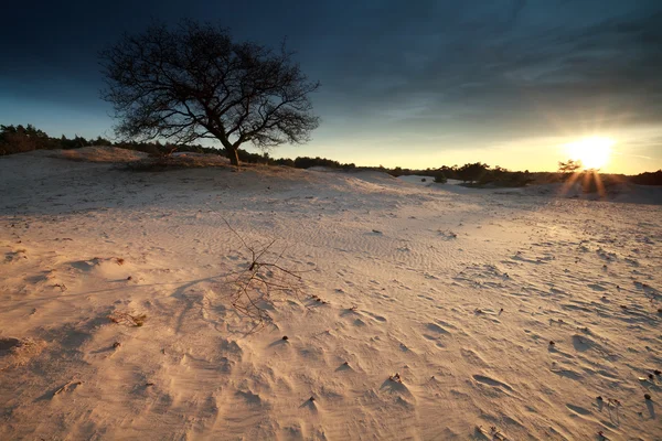 Sunset sunshine over sand dunes and tree — Stock Photo, Image