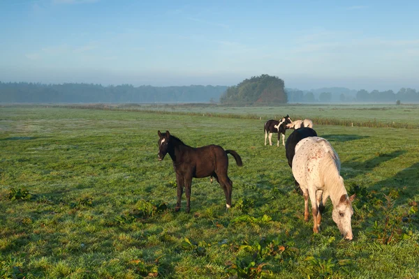 Koně pasoucí se na ranních pastvinách — Stock fotografie