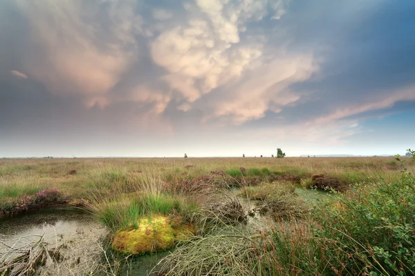 Wolken Mammatus over moeras bij zonsondergang — Stockfoto