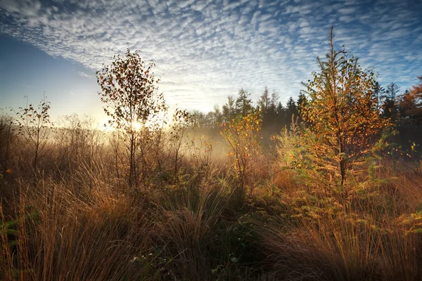 Zlaté ráno sluníčko přes zamlžené marsh se stromy — Stock fotografie