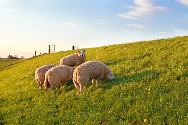 Пасовище овець на зеленому весняному пасовищі — стокове фото
