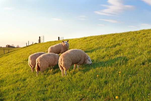 Schafe weiden auf der grünen Frühlingsweide — Stockfoto