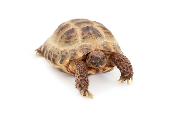 Russian Asian tortoise over white — Stock Photo, Image