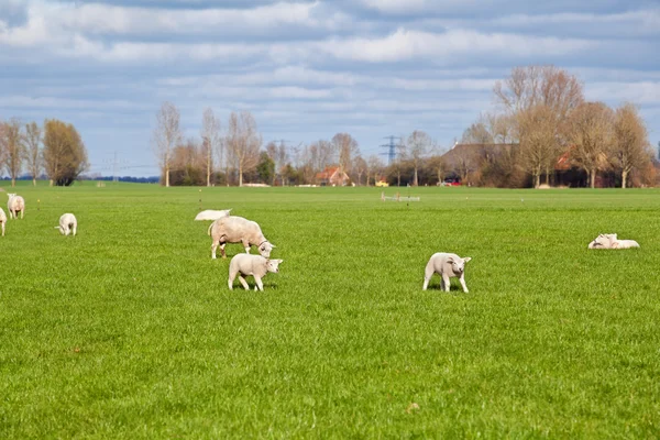 Moutons et agneaux dans les pâturages verts — Photo