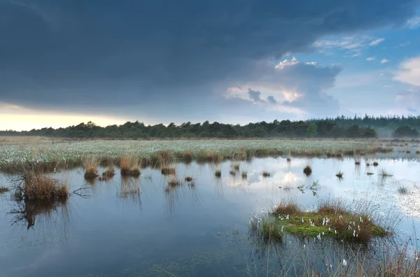 Regenachtige bewolkte hemel weerspiegeld in moeras water — Stockfoto