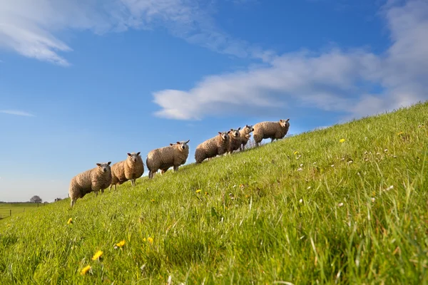 Gregge di pecore al pascolo verde estivo — Foto Stock