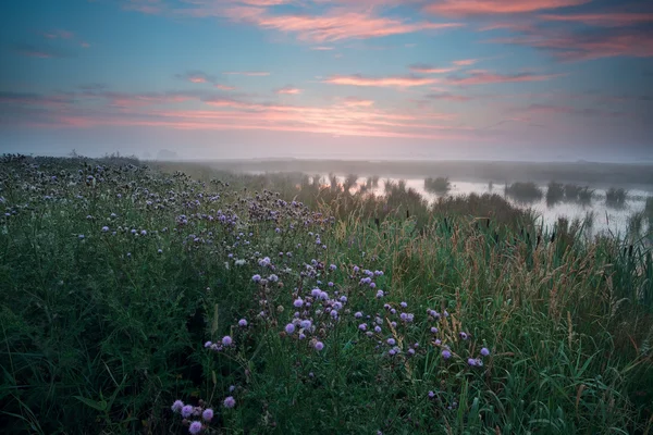 Warmer nebliger Sonnenaufgang über dem Sumpf — Stockfoto