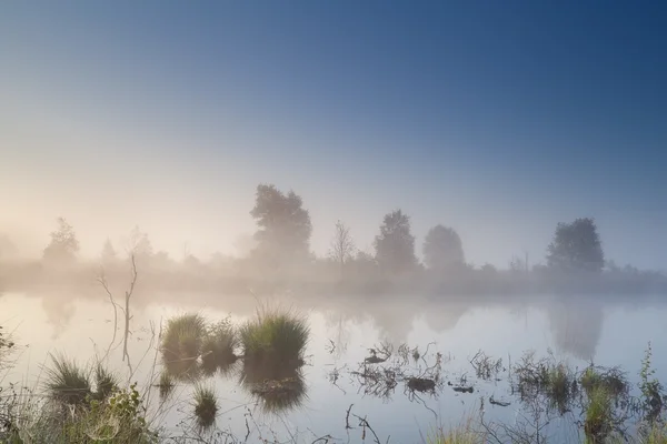 Dimmiga lugn soluppgång över träsket — Stockfoto