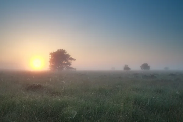 Nebuloso nascer do sol sobre pântano verão — Fotografia de Stock