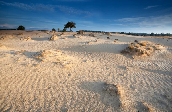 Luz del sol de la mañana sobre dunas de arena — Foto de Stock