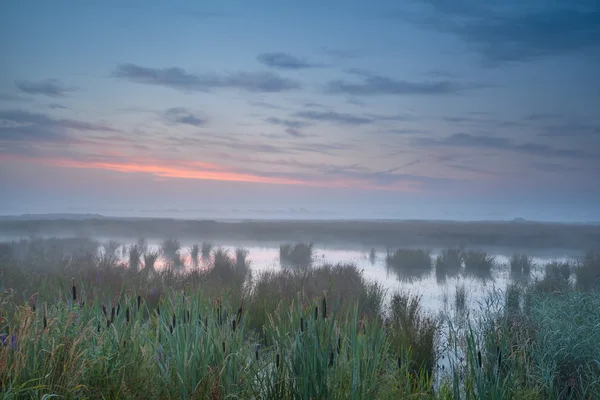 Verão nebuloso nascer do sol sobre o pântano — Fotografia de Stock