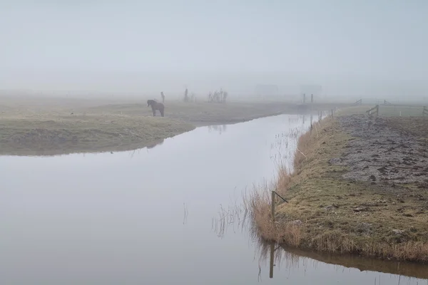 Häst på bete vid floden i tät dimma — Stockfoto