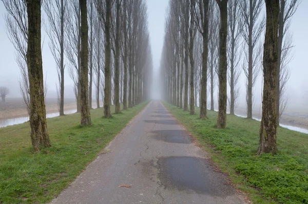 Route cyclable entre les rangées d'arbres dans le brouillard — Photo