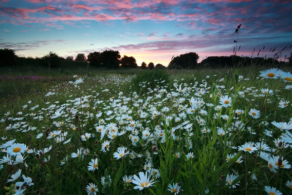 Schöner Sonnenuntergang über dem Kamillenfeld — Stockfoto