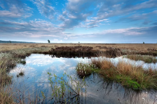 Céu azul refletido na água do pântano — Fotografia de Stock
