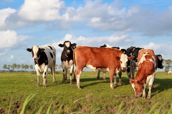 Несколько милых коров на пастбище над голубым небом — стоковое фото