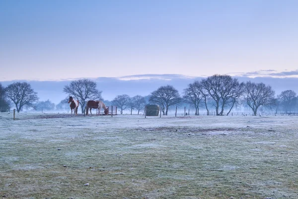 Cavalos em pasto gelado durante o nascer do sol nebuloso — Fotografia de Stock