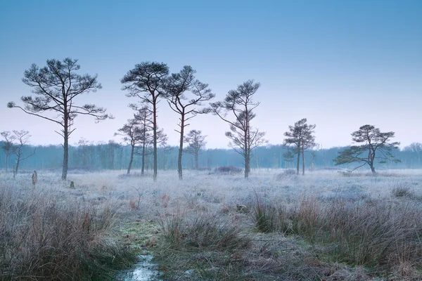 Misty frosty morning on marsh — Stock Photo, Image