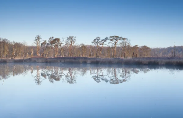 Träd över blå himmel återspeglas i träsket vatten — Stockfoto