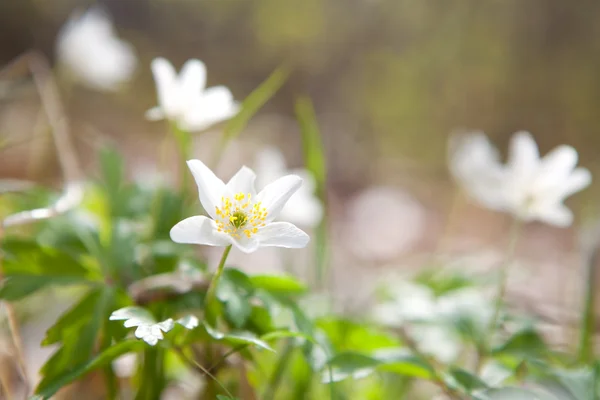 Snowdrop anemone flower in forest — Stock Photo, Image