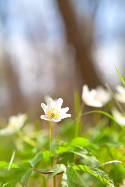 Όμορφη λευκόιο ανεμώνη λουλούδι — Φωτογραφία Αρχείου