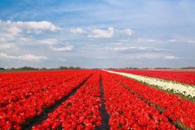 kırmızı lale alan üzerinde mavi gökyüzü