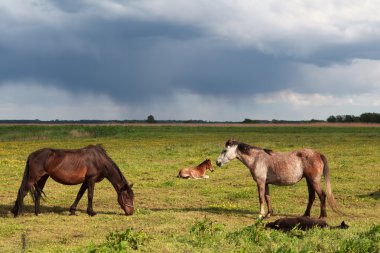 birkaç at ve mera üzerinde foals