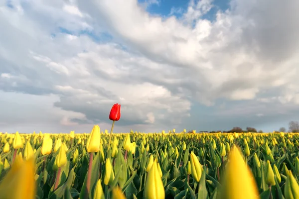 Красный тюльпан на желтом поле весной — стоковое фото
