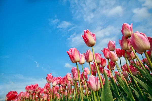 Pink tulips over blue sky — Stock Photo, Image