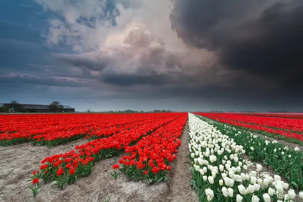 Trovoada dramática sobre o campo de tulipas na primavera — Fotografia de Stock