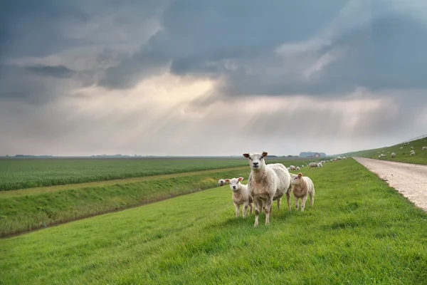 Sheep and lambs on green pasture — Stock Photo, Image