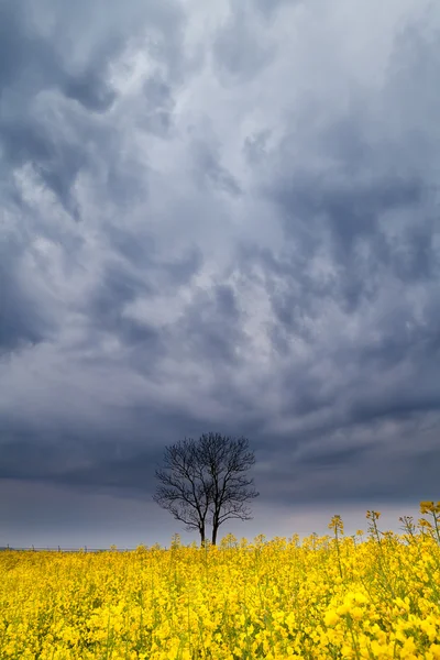 Dramatiska stormen himmel över trädet och raps blomman — Stockfoto