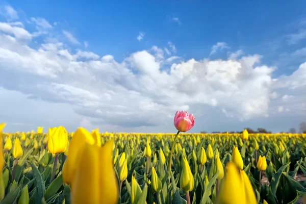 Un tulipano rosa su campo giallo — Foto Stock