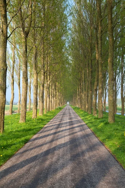 Tunnel road between tree rows — Stock Photo, Image
