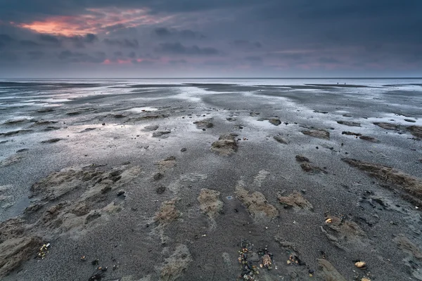 Boue à marée basse Mer du Nord — Photo