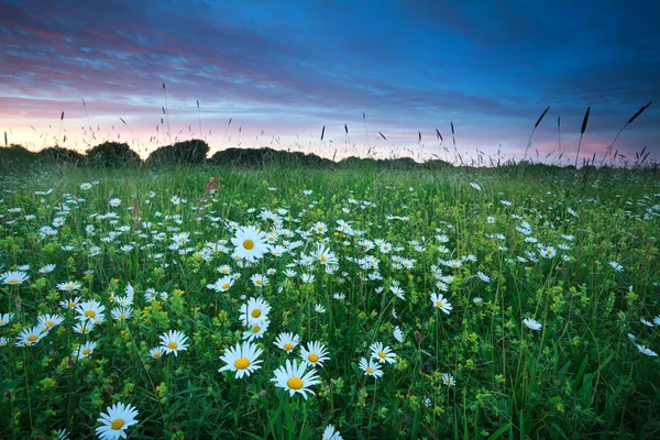 Kamilla virág mező nyári naplementekor — Stock Fotó