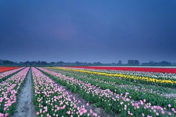 Champ de tulipes colorées au crépuscule — Photo