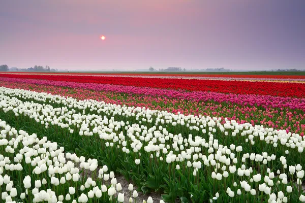 Por do sol sobre o campo de tulipa colorido — Fotografia de Stock