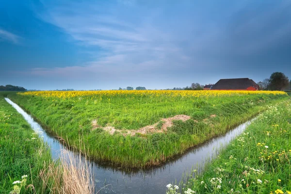 オランダ農地川と菜種の花 — ストック写真